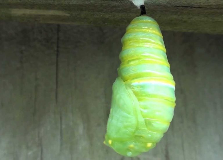 #COCOONEN