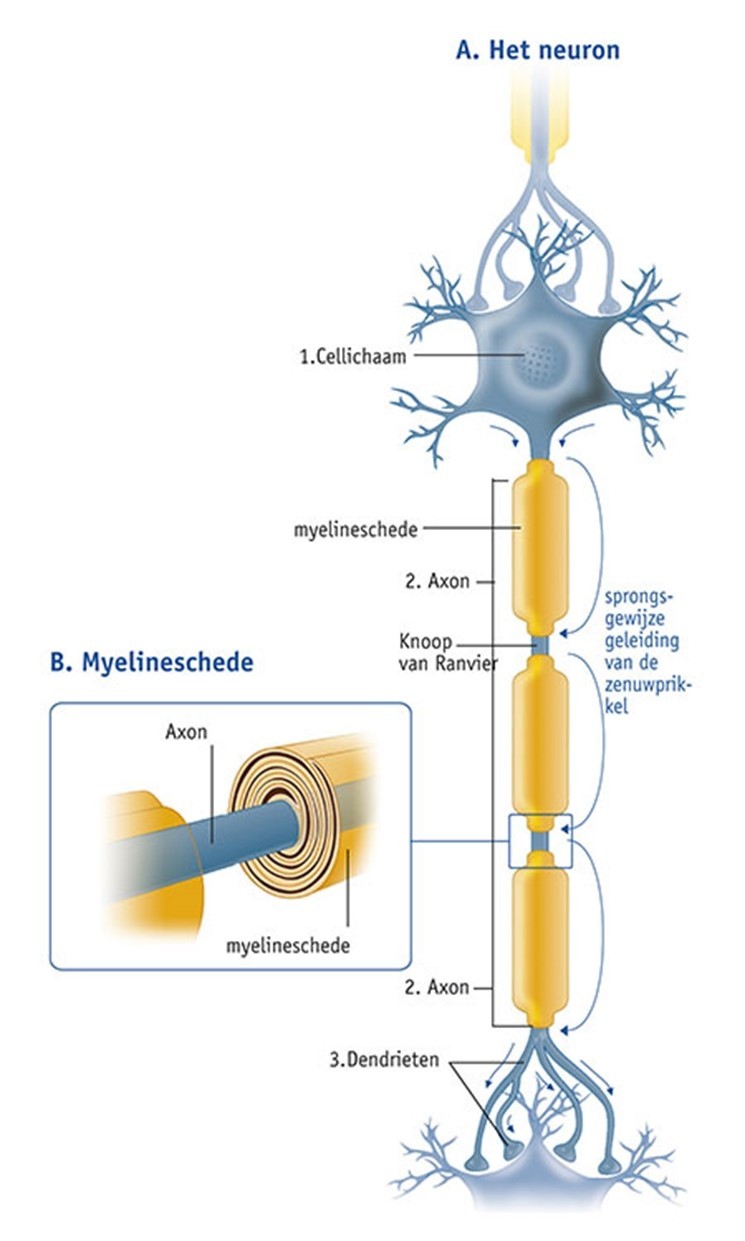 Neuron